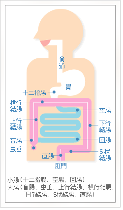 腸の図
